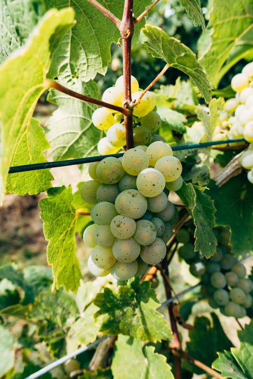 Close-Up Shot of Fresh Green Grapes