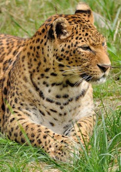 美丽的豹子栖息在草地上，在自然栖息地展示着它独特的皮毛图案