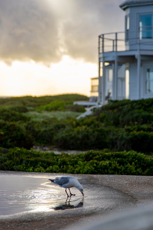 Gratis stockfoto met aviaire, beest, dieren in het wild