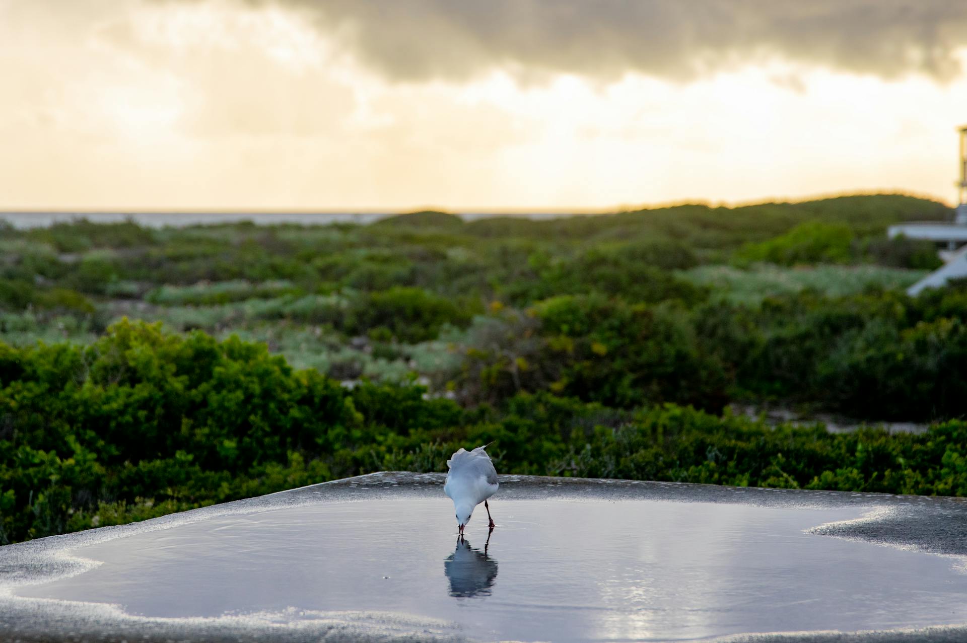 A lonely seagull drinks from a reflective water puddle with lush greenery at sunset.