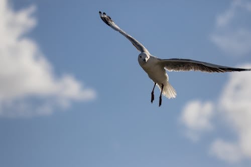 Bezpłatne Darmowe zdjęcie z galerii z błękitne niebo, fotografia zwierzęcia, latanie Zdjęcie z galerii