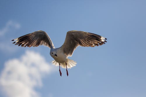 Gratis Immagine gratuita di ali, ambiente, animale Foto a disposizione