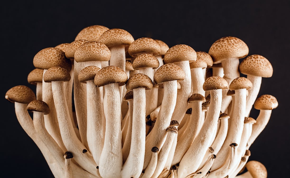 Free Brown Mushroom Stock Photo