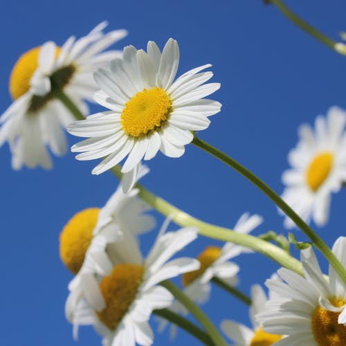 Close Up Photo White Petaled Flower