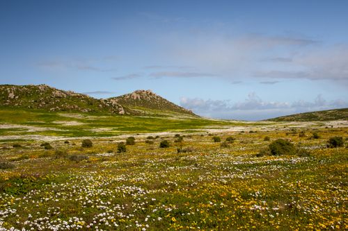 Free Vivid spring landscape with wildflowers under a blue sky in West Coast, South Africa. Stock Photo