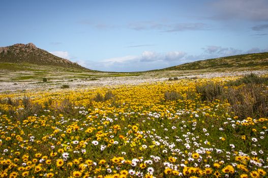 Expansive field of colorful wildflowers under a clear sky in West Coast, South Africa.