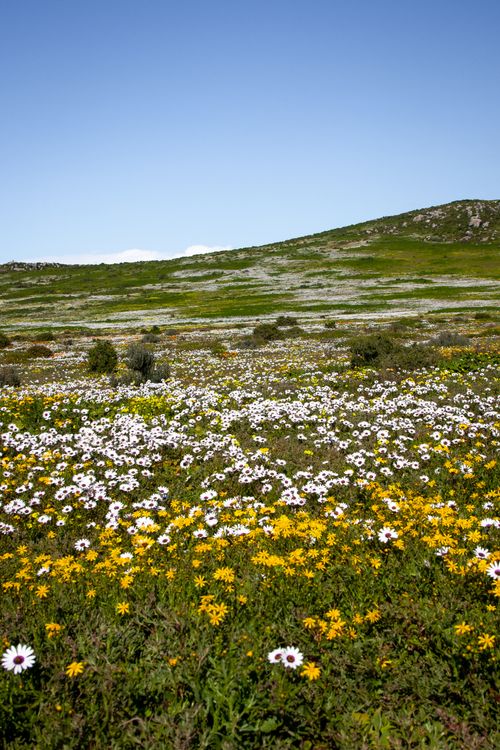 Free Vibrant wildflower meadow on West Coast, South Africa, showcasing natural beauty. Stock Photo