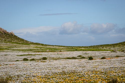 Free Captivating view of a wildflower landscape in West Coast National Park, South Africa. Stock Photo