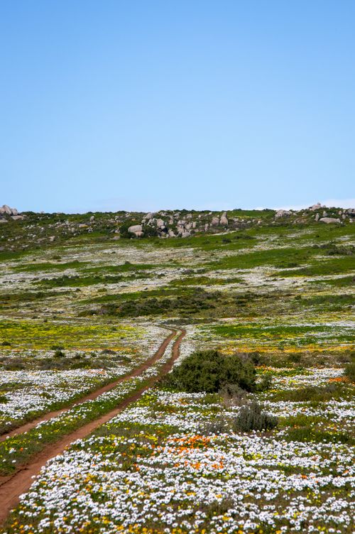 Free Beautiful wildflower meadow with a scenic path under a clear blue sky in West Coast, South Africa. Stock Photo