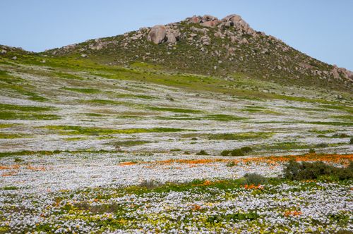 Free Vibrant wildflower landscape with hills in South Africa, showcasing blooming flora. Stock Photo