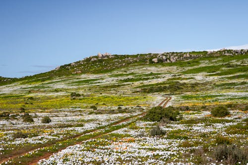 Gratis lagerfoto af bakke, bane, blomster