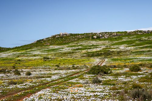 Free Explore a stunning meadow of wildflowers on the West Coast of South Africa, perfect for nature enthusiasts. Stock Photo