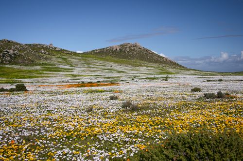 Free A stunning landscape of colorful wildflowers in the West Coast, South Africa. Stock Photo