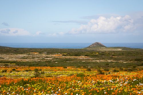 Free Colorful wildflowers blanket the rural landscape with ocean views in West Coast, South Africa. Stock Photo
