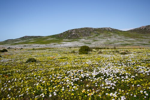 Gratis lagerfoto af bakker, bane, blomster