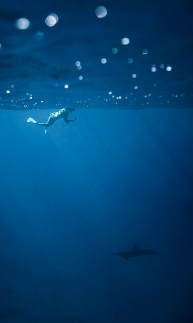 Side view of anonymous diver observing dolphin underwater of blue ocean on sunny day