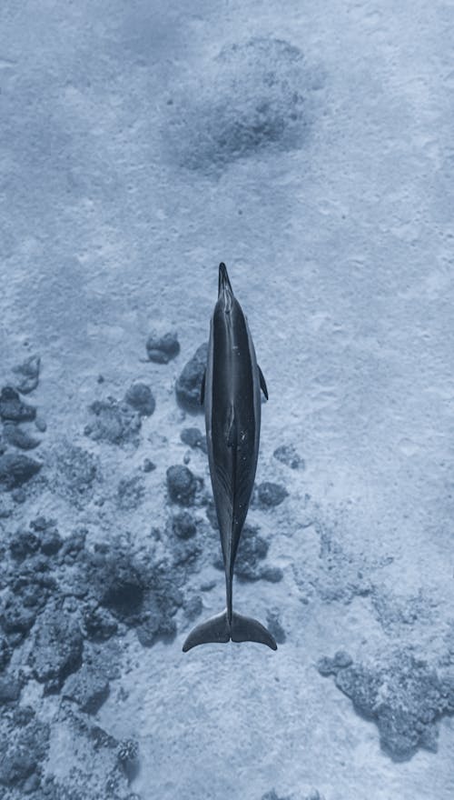 Kostenlos Niedlicher Delfin, Der Unterwasser Nahe Korallenriffen Schwimmt Stock-Foto