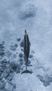 Top view of black and white adorable dolphin swimming underwater of clear transparent ocean near bottom with reefs