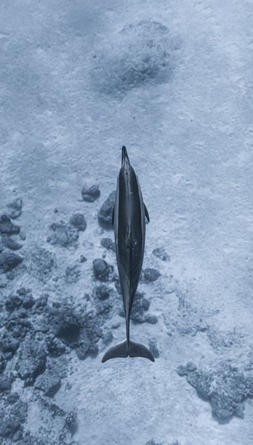 Top view of black and white adorable dolphin swimming underwater of clear transparent ocean near bottom with reefs
