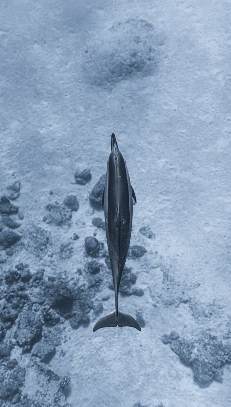 Cute Dolphin Swimming Undersea Near Coral Reefs