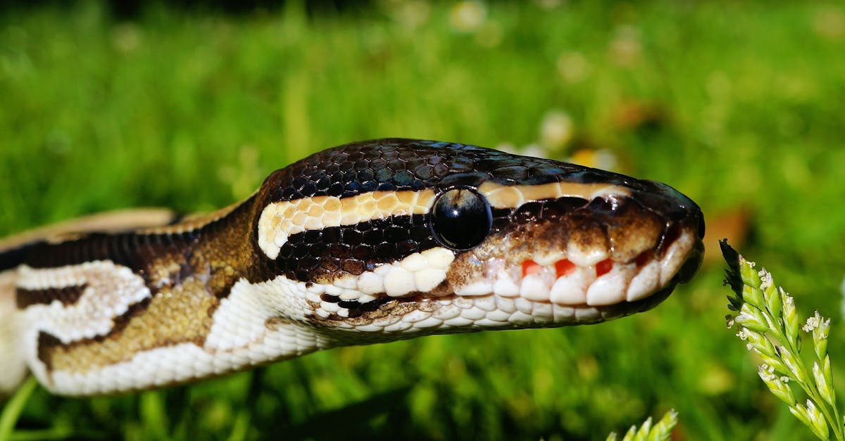 What does the colon mean in python