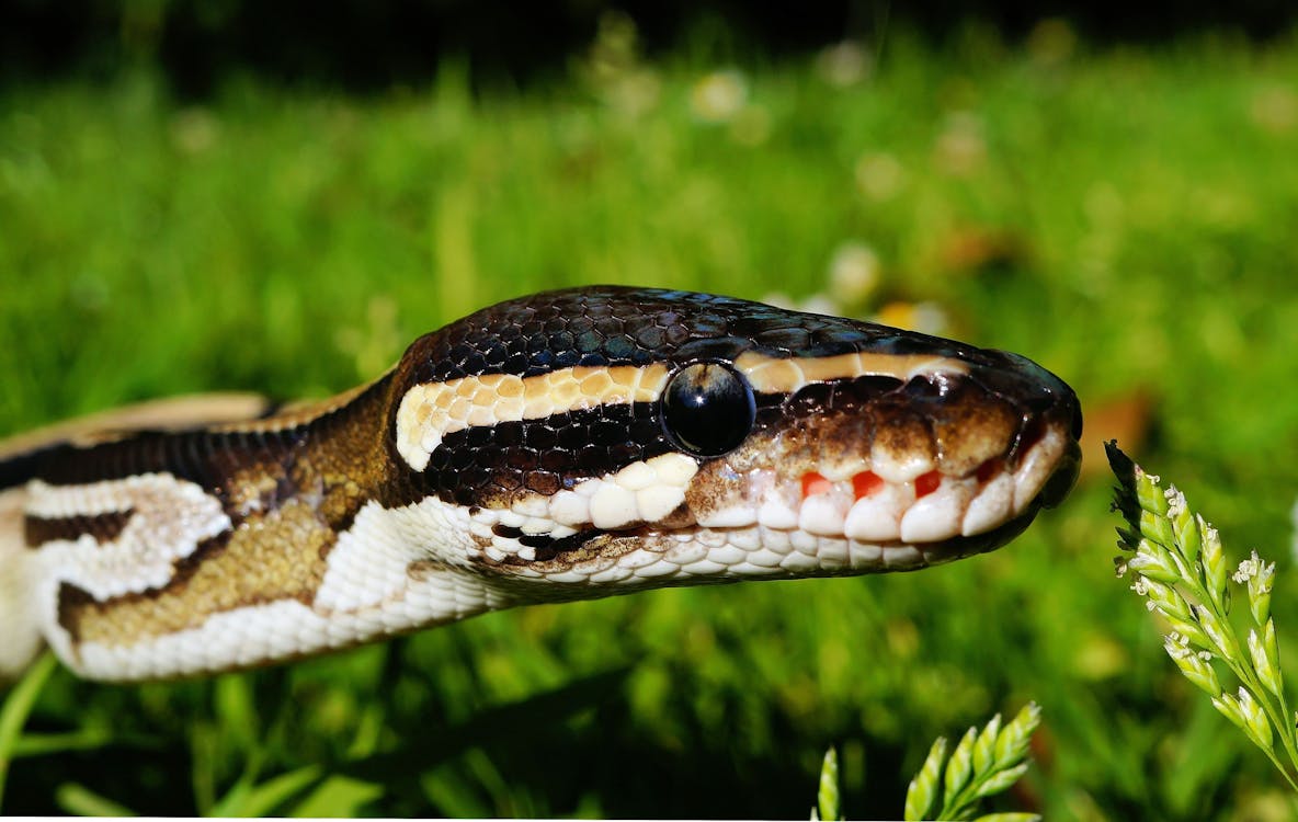 Free Brown and Beige Snake in the Grass during Daytime Stock Photo
