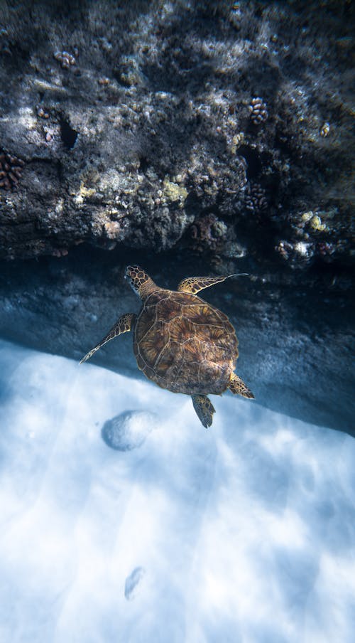 凱洛尼亞mydas龜在礁石附近的海洋水下游泳