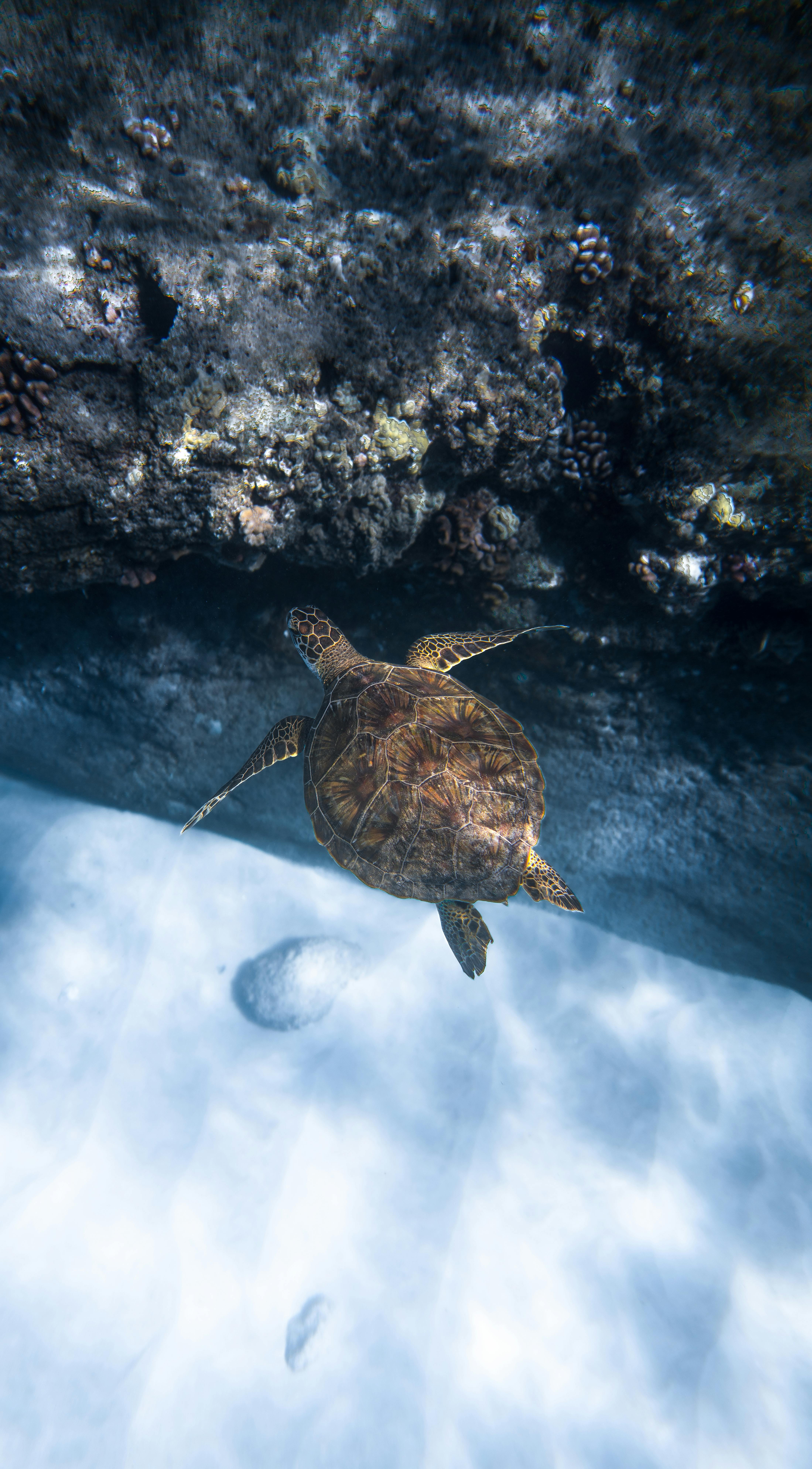 Green Turtle Photos, Download The BEST Free Green Turtle Stock Photos & HD  Images