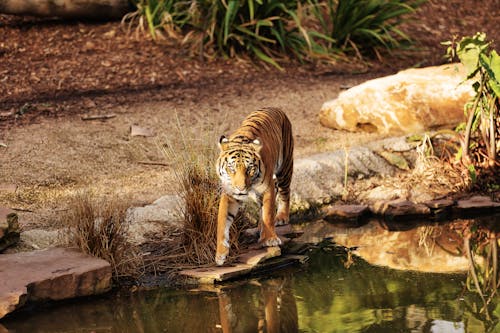 Tiger Walking on Brown Rock