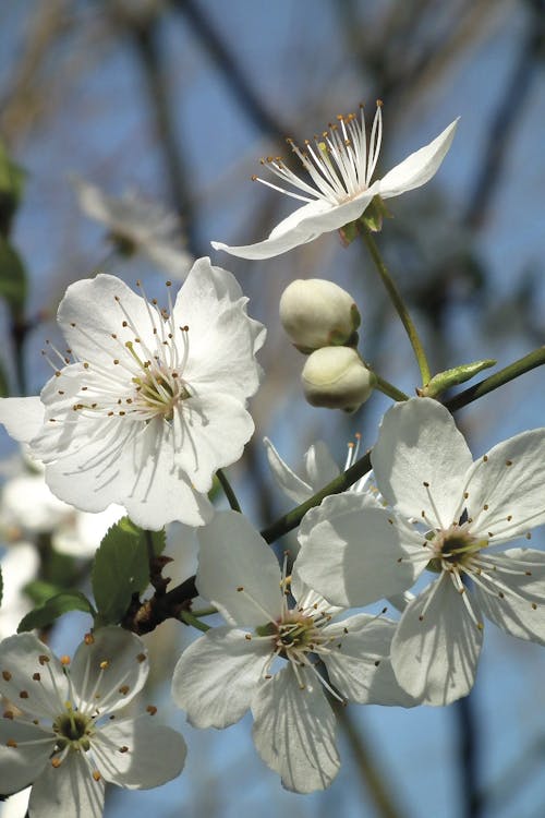 Безкоштовне стокове фото на тему «білий, вишневий цвіт, відділення» стокове фото