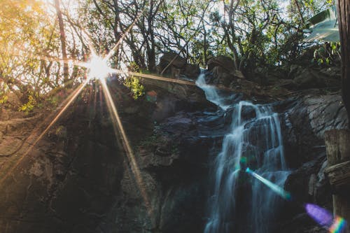 Fotos de stock gratuitas de agua, bokeh, botánico