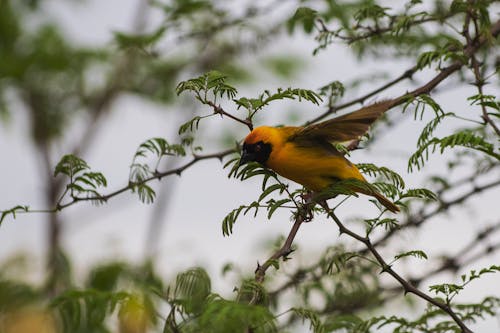 Fotos de stock gratuitas de amarillo, anidando, árbol