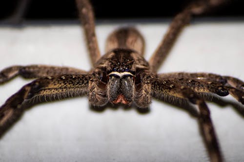 Fotos de stock gratuitas de araña, de cerca, de miedo