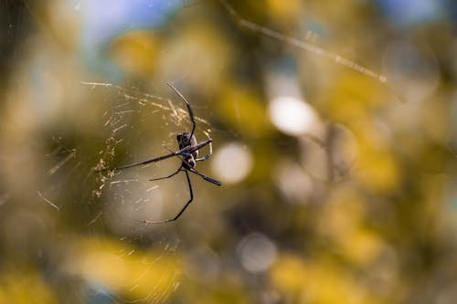 Photos gratuites de araignée, bleu, coloré