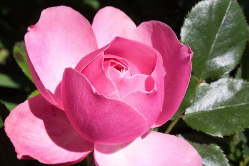 ピンクのマルチ花びらの花