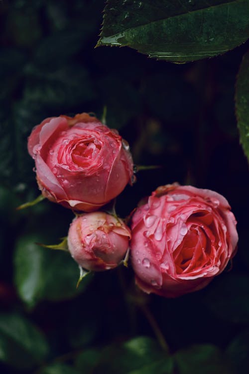 Free Pink Roses In Bloom Stock Photo