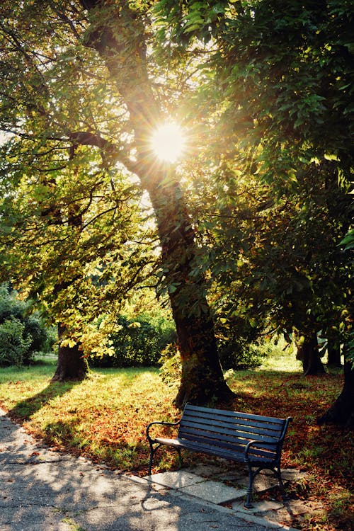 Gratis arkivbilde med benk, botanisk hage, bucuresti