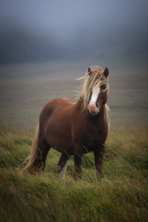 緑の芝生のフィールドに茶色と白の馬