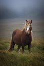 Brown and White Horse on Green Grass Field