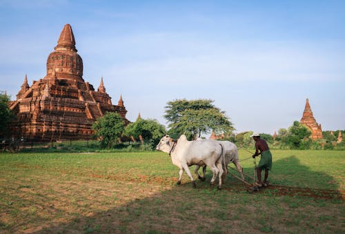 Man Pulled by Cattle Plowing the Field near Bulethi Pagoda, Nyaung-U, Myanmar