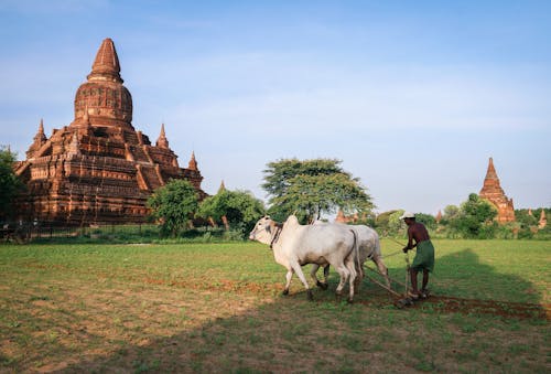 Ingyenes stockfotó állatállomány, bulethi pagoda, farm témában