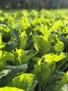 Green Leaves in Tilt Shift Lens