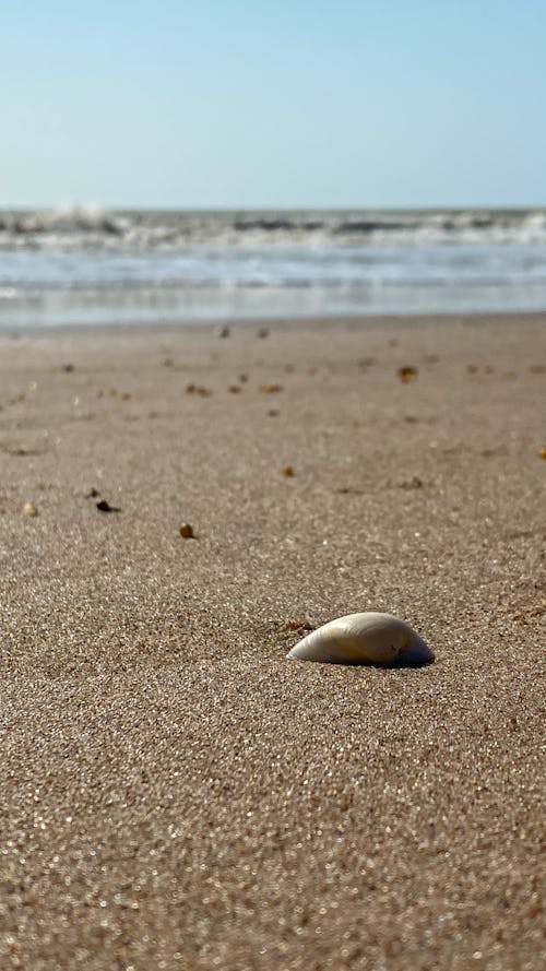 Fotos de stock gratuitas de arena, concha de mar, de cerca