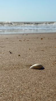 Close-up of a seashell on a sandy beach by the ocean, capturing tranquility.