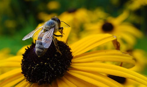 Free Bee on Flower Stock Photo