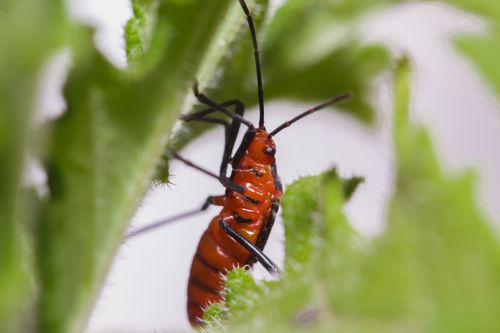 Free Closeup of black and orange beetle with long horns on green spiky leaf Stock Photo