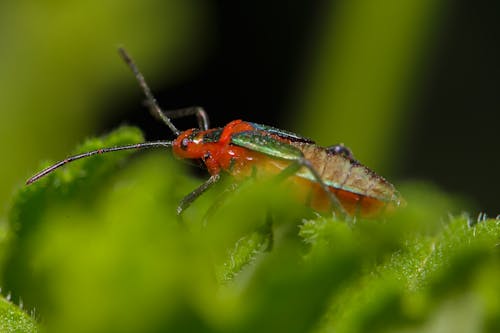 Small bright red bug on green leaf