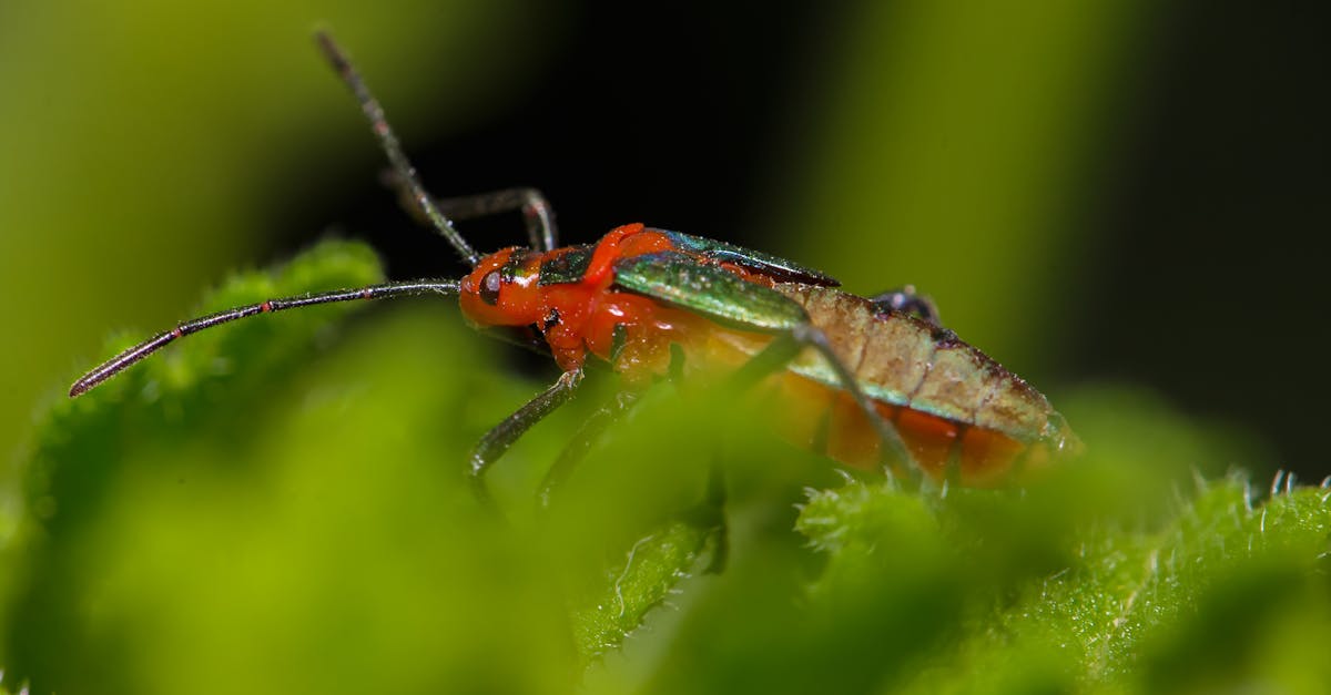 Small bright red bug on green leaf · Free Stock Photo