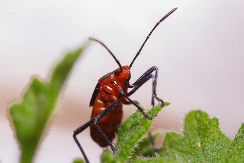 Closeup of small exotic bug crawling on plant with thin spiky leaves in park