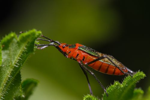 Free Closeup of small beetle eating fresh green leaves of green spiky plant in park Stock Photo
